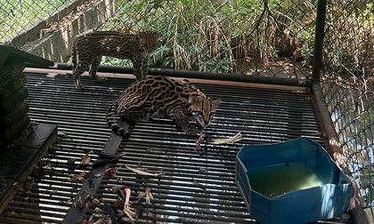 Rescatan ocelotes en Jamundí que eran mantenidos en cautiverio dentro de un establo