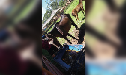 Imagen de Rescatan en El Carmen a una yegua y su potrico en avanzado estado de desnutrición