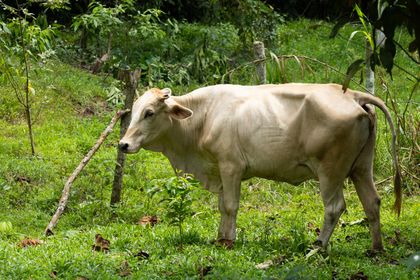 Imagen de  Ganadería regenerativa florece en La Danta (Sonsón) y Las Mercedes (Puerto Triunfo): un modelo para el futuro rural