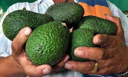 Imagen de  Aguacate Hass que se produce en Sonsón ya podrá llegar al mercado de Chile