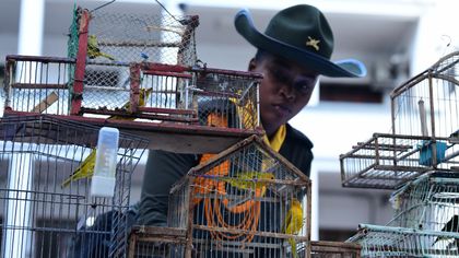 Imagen de  Autoridades rescataron 22 aves silvestres como canarios, sinsontes y azulejos que estaban en cautiverio en Altavista