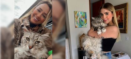 Imagen de  “Siempre tuvo muchas ganas de vivir”: luto por muerte de Romeo, primer gato con marcapasos en Colombia