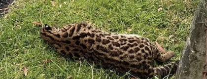 Imagen de  Refuerzan campañas de sensibilización para evitar más casos de atropellamiento de animales en el Oriente