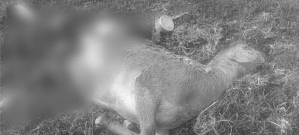 Imagen de  Campesinos de Sonsón denuncian ataques de puma al ganado en la vereda Roblalito A