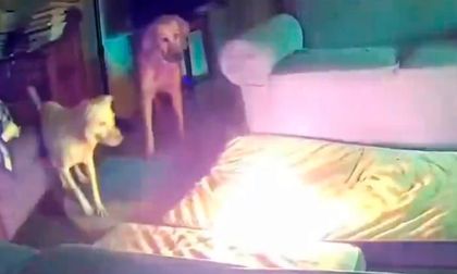 Video: perro provocó un incendio al morder una batería de litio