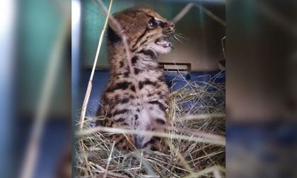 Imagen de  En helicóptero trasladaron una tigrilla para liberarla en zona protegida de Sonsón