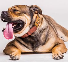 5 claves para que tu perro viva más tiempo