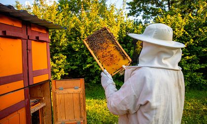 ¿Sabías que los insectos pueden ayudar a curar enfermedades?