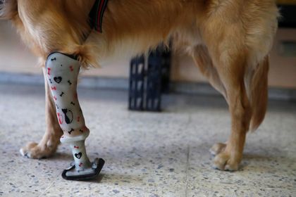 Imagen de  Prótesis para perros, una segunda oportunidad para las mascotas