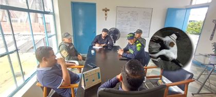 Imagen de  ¡No más maltrato animal! Un perro y un gato fallecieron al parecer por envenenamiento en Valparaíso