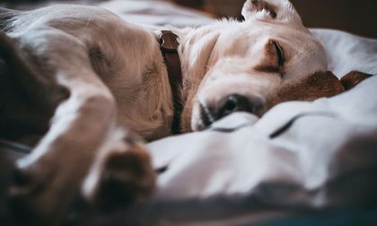 Cuidado con la gastritis canina: causas y recomendaciones para aliviar el estómago de tu perro