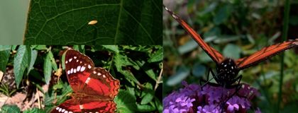 Imagen de ¿Le gustan las mariposas? En Rionegro existe un jardín con 6 mil plantas que las atraen
