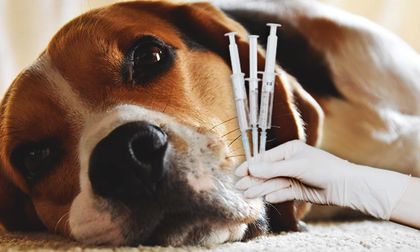 Polémica internacional por sacrificio de perros para experimento médico