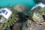 Imagen de Rescatan 20 tortugas hicotea en Santo Domingo cuando eran transportadas en envases plásticos