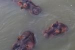 Imagen de Así sería la logística millonaria para trasladar los hipopótamos de Escobar a la India