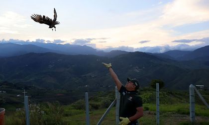 16 animales silvestres fueron liberados en el Ecoparque Cristo Rey
