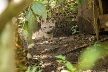 Imagen de Dos zorros grises regresaron a su hábitat tras un exitoso proceso de recuperación en el CAV de Cornare