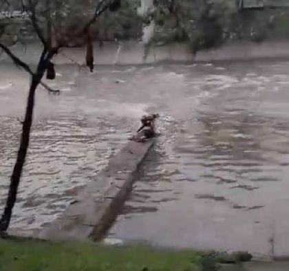 Imagen de En video: un hombre rescató un ternero del río Medellín y con un machete cortó un pedazo de carne