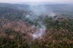 Imagen de La tala continuada y el calentamiento global podrían convertir la Amazonía en una sabana