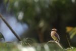 Imagen de Avistamiento histórico en el Oriente antioqueño: registran por primera vez al cedar waxwing en Rionegro