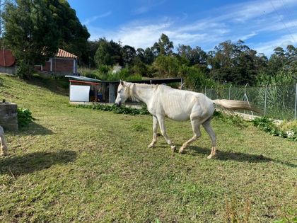 En Marinilla, una yegua de carga busca adopción para ir a descansar