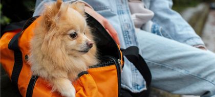 Imagen de  ¿Viajará con su mascota este fin de año? Estos son los requisitos para hacerlo en transporte público y avión en Colombia