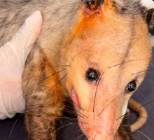 Rescatan a una zarigüeya herida en vía pública tras ser atropellada