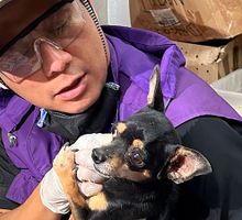 ¿Encontró animales afectados por el sismo en Cali? Este es el punto oficial para trasladarlos y facilitar su reencuentro