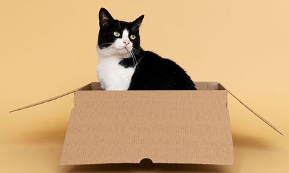 Por qué los gatos aman las cajas y qué dice la ciencia al respecto