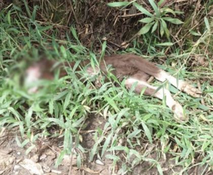 En La Ceja han encontrado dos cabras muertas. ¿Brujería en época de Halloween?