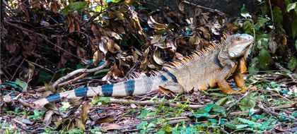 Imagen de Cuidemos las iguanas: ¿qué hacer cuando te las encuentras tomando el sol?