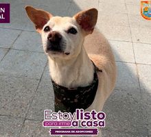 ¡Adopta hoy, ama para siempre! Llegan las primeras jornadas de adopción de 2026