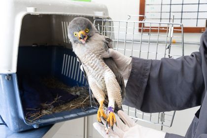 Imagen de Fuerte impacto de la pólvora en la Fauna Silvestre: 45 animales ingresaron heridos a Cornare