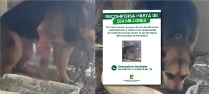 Imagen de A un refugio de Guarne fue llevada “Negra”, perrita atacada vilmente con machete en Remedios