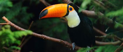 Imagen de  Preocupación en Colombia por el aumento de tenencia de animales silvestres como mascotas