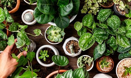 Plantas que “escuchan”: la ciencia detrás de los vegetales que reaccionan al sonido