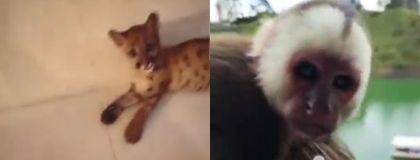 Imagen de  Exclusivo| Puma y mono no son de la DJ, extranjero es el verdadero poseedor