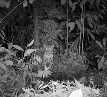 Buscan proteger jaguar avistado en Bahía Solano