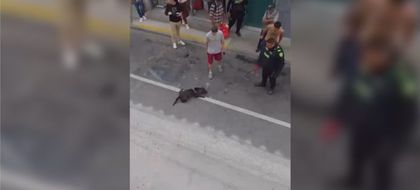 Imagen de  Presunto maltrato a un perro desencadenó tragedia durante procedimiento policial en Rionegro