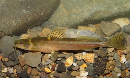 Descubren dos nuevas especies de peces del Alto Cauca: una es un diminuto bagre que come escamas