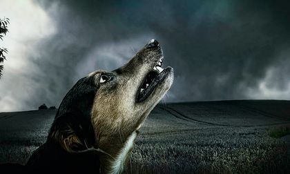 ¿Es verdad que los perros perciben a los fantasmas?