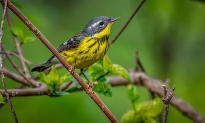 Descubre la biodiversidad alada en el Día Mundial de las Aves Migratorias con Merlin Bird ID