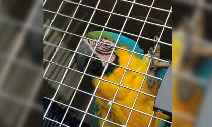 Imagen de Equipo de Fauna Silvestre liberó una guacamaya azul amarilla y tres loras reales