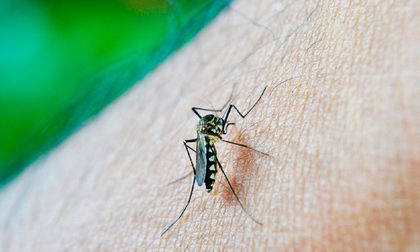 Cuidado con los zancudos, el dengue está en aumento