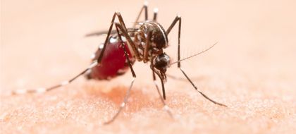Imagen de  Aumentan los casos de dengue en Antioquia: más de 16 mil contagios registrados