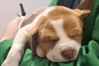Imagen de  ¡Indignante! Cachorra de dos meses fue abandonada en el aeropuerto El Dorado
