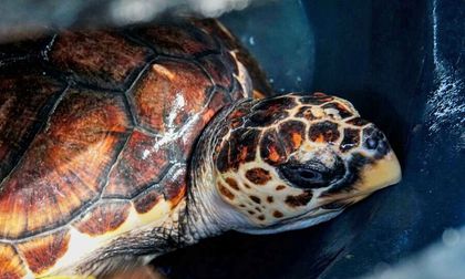 Tortugas marinas, otra especie en peligro