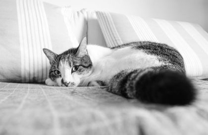 Imagen de  Indignación por libertad condicional del primer condenado bajo Ley Ángel por quitarle la vida a un gato