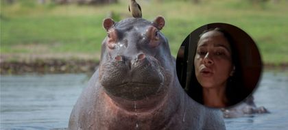 Imagen de “No lo vamos a permitir”: defensores de los hipopótamos en Antioquia sobre inicio de las eutanasias