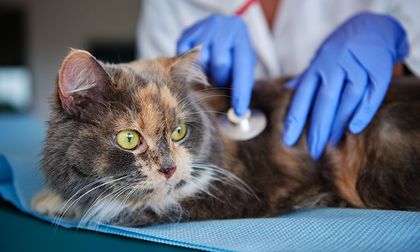 Gripe felina: Más que un resfriado, puede matar a tu gato